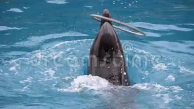 海豚馆里的海豚在游泳池里表演带环的魔术。 海豚表演