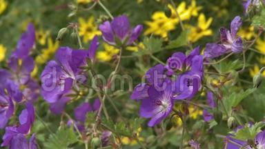 天竺葵和紫锥菊