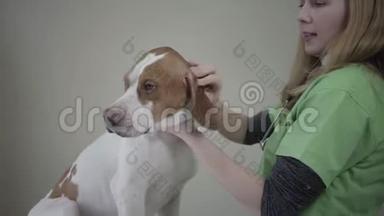 穿绿色制服的年轻女兽医检查有棕色斑点的大指针狗的耳朵，抚摸动物