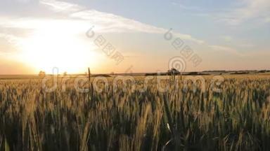 夕阳下的<strong>田野上</strong>生长着绿色的未成熟的黑麦