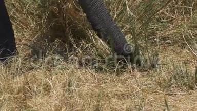 关闭马塞马拉游戏保护区的大象树干<strong>拔草</strong>
