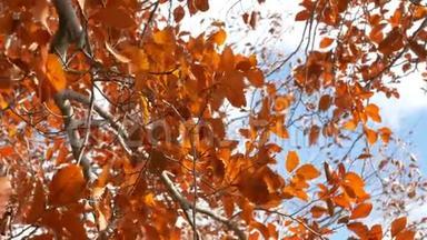 橙色的<strong>叶子</strong>在风中<strong>飘</strong>扬。 蓝天的秋树