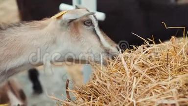 小山羊在农场的谷仓里用稻草喂养