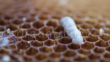 幼虫<strong>蜡</strong>蛾咬蜂窝状.. 它的幼虫吃<strong>蜡</strong>、花粉、蜜蜂面包和蜂蜜。 <strong>蜡像</strong>里程摧毁蜜蜂细胞。