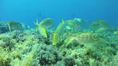 暗礁中的黄带鱼