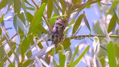 鸣蝉以橄榄叶为背景.. 树干上的蝉科。 欧洲植物区系。 小蝉科。 宏观
