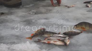 渔夫收集躺在冰上的鱼。 冬季捕鱼。 冰上的鱼