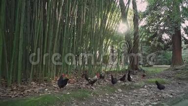 总平面图装饰鸡在竹子附近的草地上放牧。 阳光透过竹筒美丽地窥视