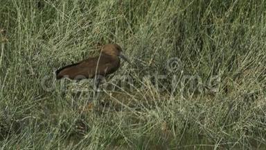 安博塞利国家公园地面上的哈默科普鸟