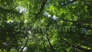 树的底部视图，树冠的低角度拍摄。 相机旋转旋转旋转。 绿色自然为背景。 桦木