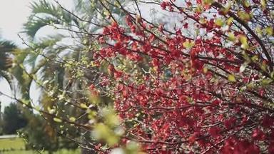 在一个阳光明媚的日子里，特写镜头中有一棵枝带着小红花的树枝