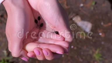 黑小青蛙蝌蚪在女人手中水中游泳对大自然。