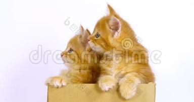 奶油斑缅因州家庭猫，小猫在白底盒中玩耍，法国诺曼底