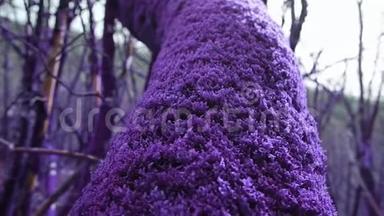紫罗兰童话森林.. 在特写镜头中长满了神奇的厚厚的紫色苔藓树干。 幻想，虚幻，童话