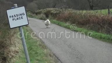 一只苏格兰羊从单行道上的柳树上走下来