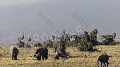 在安博塞利国家公园的乞力马扎罗山和大象的倾斜拍摄