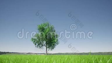 绿色背景上的生长树。 生态绿色自然森林背景模板.. 商业发展。