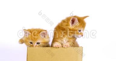 奶油斑缅因州家庭猫，小猫在白色背景下玩盒子，诺曼底在法国，