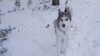 嬉戏的狗在雪林中奔跑，在冬天散步。 白色和灰色的狗在林地的雪道上嗅到气味