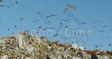 查看鸟类在垃圾填埋场寻找食物。