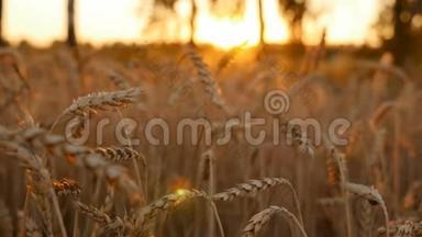 美丽的田野和小麦。 收获。 特写镜头。 照相机在动. 一口麦子。 慢动作