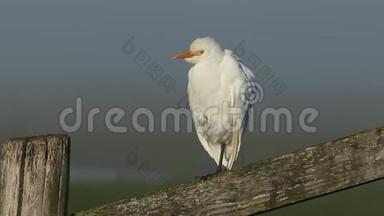 一只罕见的白鹭，布沟朱比斯，在一个雾蒙蒙的寒冷的早晨，在栅栏柱上捕食。