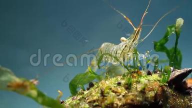 可爱有趣的动物棕榈线虫，咸水岩池虾在黑海海洋生物群落水族馆寻找食物