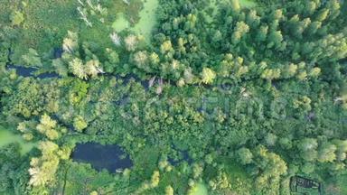 从空中俯瞰沼泽。 有树木和灌木的湿地。 夏天的绿色沼泽。 无人驾驶飞机的4k视野