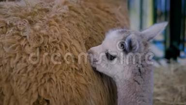 可爱的小羊驼与母亲在农业动物展览，贸易展览