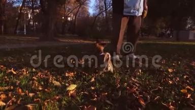 有趣的狗在草坪上跳跃和玩耍。 狗玩棍子和主人在公园在夕阳下。 护理