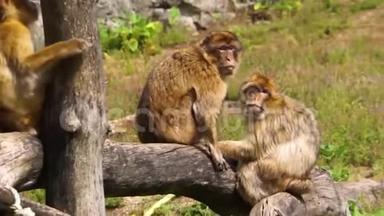 巴巴里猕猴群，社会动物结构，来自非洲的濒危动物物种