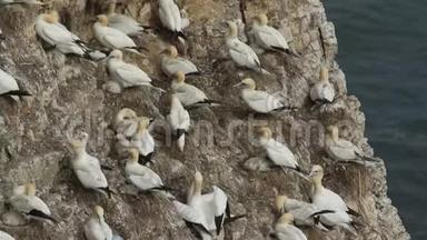 在英国的悬崖峭壁上筑巢，是一个由令人惊叹的甘奈特、莫罗斯·巴桑斯组成的繁殖群。