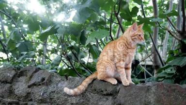 野红猫坐在石头上