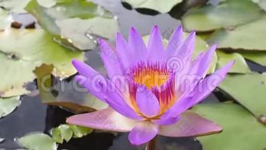 在大自然池塘里，用花粉迎着风，合上美丽的紫色花瓣莲花。