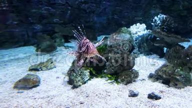 动物园水族馆玻璃后面的珊瑚礁中游动着五颜六色的热带狮子鱼