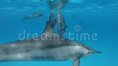 三只海豚互相交流。 野生动物的交流