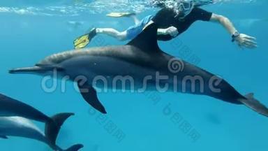 戴着面具的游客看着一家海豚慢慢地在他身边的蓝色水中游泳。 慢动作