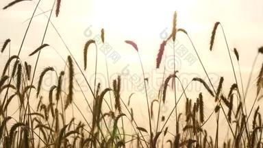 麦子在风中摇摆. 日落时麦田的景色。 漂亮的金色背景。