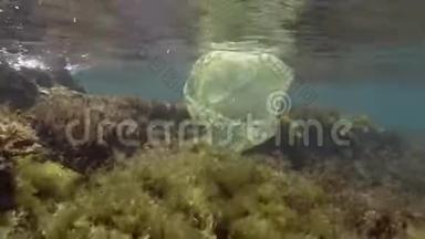 塑料污染，沿海地区黄色塑料袋。 在美丽的礁石上丢弃的塑料袋表面有藻类