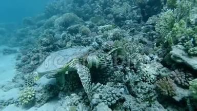 慢动作，海龟坐在珊瑚礁上，吃软珊瑚.. 鹭海龟或鹭