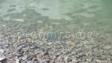 青蛙在一个有石底鱼子酱的山湖里游泳，青蛙游进镜框里