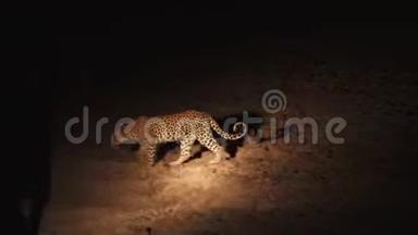 豹在车前行走的夜间镜头
