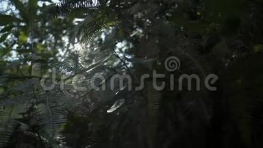 <strong>阳光</strong>照耀着夏天森林里的树叶.. 在<strong>阳光</strong>照射下封闭茂密的热带雨林植物。