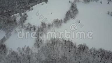 雪天野生动物的美丽。 鸟瞰覆盖松树的冬山.. 飞越滑雪胜地和