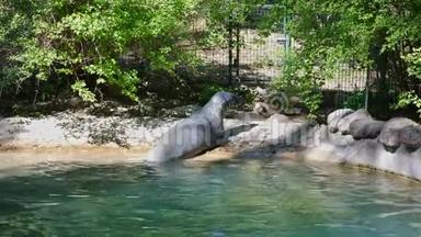 动物园里的两只海豹正在晒日光浴。