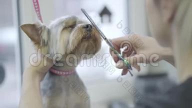 宠物美容师用剪刀剪约克郡的狗毛。 可爱的时尚狗在理发宠物。 宠物