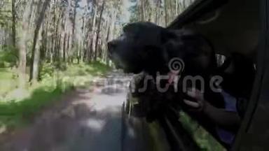 一只黑狗从一辆汽<strong>车</strong>的窗户里探出头来，穿过森林，环顾四周。 快关门。 从<strong>车外</strong>看