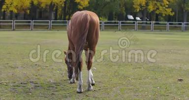 一匹婀娜多姿的棕马在畜栏里吃草。 美丽的动物在秋天的草地上觅食。 电影院4k