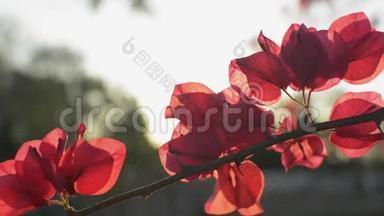 一<strong>朵朵</strong>盛开的纸花或一朵花在树枝上摇曳。 剩下的热带红花。