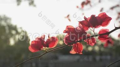 一朵朵盛开的纸花或一朵花在树枝上摇曳。 剩下的热带红花。